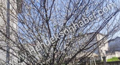 Hendek’te Kış Ayında Erik Ağacı Çiçek Açtı