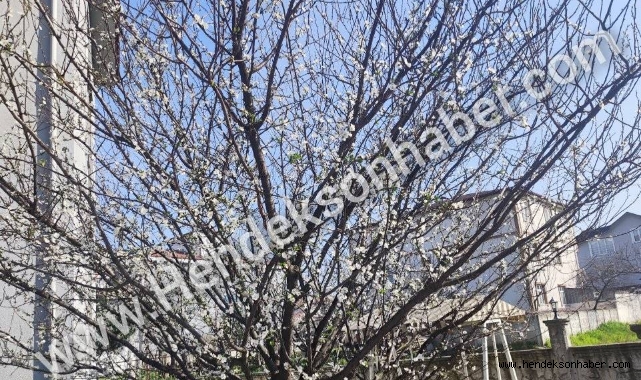 Hendek’te Kış Ayında Erik Ağacı Çiçek Açtı