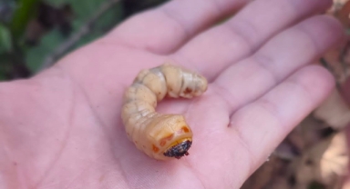 Hendek’te Orman Zararlılarıyla Mücadele Tedbirleri Alındı