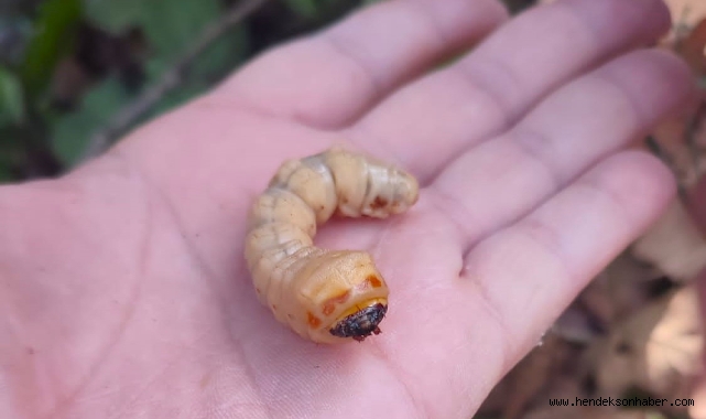 Hendek’te Orman Zararlılarıyla Mücadele Tedbirleri Alındı