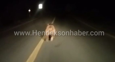 Hendek'te Otomobil Sürücüsü  önünde koşan ayıya seslendi yoruldun artık çık kenara