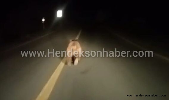 Hendek’te Otomobil Sürücüsü  önünde koşan ayıya seslendi yoruldun artık çık kenara