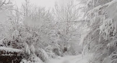 Dikkat zirai don uyarısı