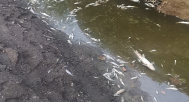 Hendek Çakallık Deresinde Yaşanan Balık Ölümleri Endişelendiriyor
