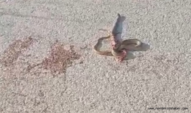 Hendek Grup Yolunda Araç Altında Kalan Yılan Ezildi.