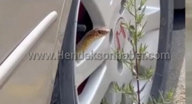 Hendek’te Aracın jantından yılan çıktı!