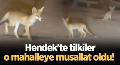 Hendek’te Kümeslere Dadanan Tilki Mahalleliyi Bezdirdi