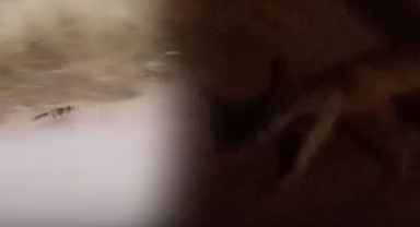 Hendek’te Vatandaş Tilkiye Seslendi Hişş Bi Gelsene 