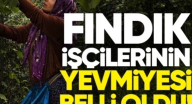 MERAK EDİLİYORDU FINDIK YEVMİYESİ BELLİ OLDU 