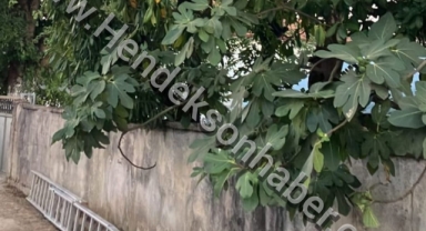 Meyve Toplamak İçin Çıktığı Merdivenden Düşen Yaşlı Adam Hayatını Kaybetti 