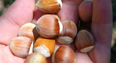 Beklenen Açıklama Geldi Fındık Kilogram Fiyatı Belirlendi Üretici Memnun Mu!