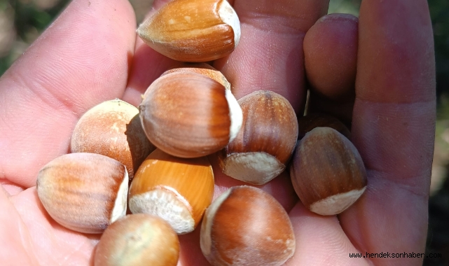 Beklenen Açıklama Geldi Fındık  Kilogram Fiyatı Belirlendi Üretici Memnun Mu!