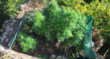 Hendek’te Jandarmadan Uçurum Kenarında Kenevir Operasyonu