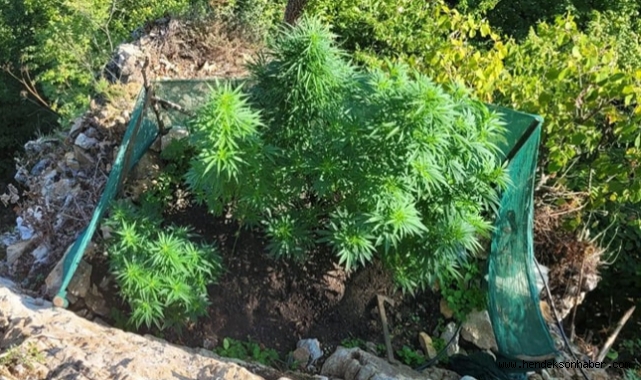 Hendek’te Jandarmadan Uçurum Kenarında Kenevir Operasyonu