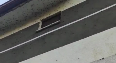 Hendek’te Fındık bahçelerine zarar veren kokarca evlere girdi