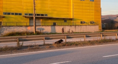 Hendek'te Seyir halindeki araç köpeğe çarptı