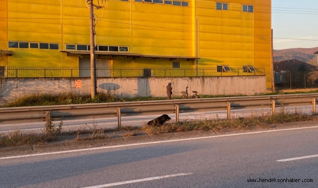 Hendek'te Seyir halindeki araç köpeğe çarptı