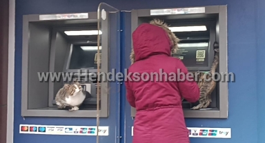 Hendek’te sevimli kediler ATM’ye sığındı