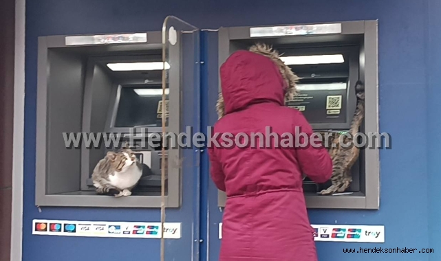 Hendek’te sevimli kediler ATM’ye sığındı