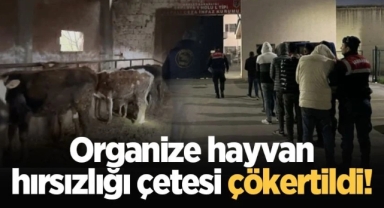Jandarma Organize hayvan hırsızlığı çetesini çökertti!