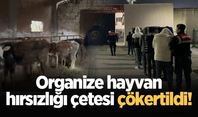 Jandarma Organize hayvan hırsızlığı çetesini çökertti!