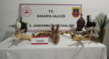 Ev değil sanki hayvanat bahçesi!