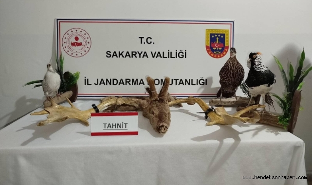 Ev değil sanki hayvanat bahçesi!