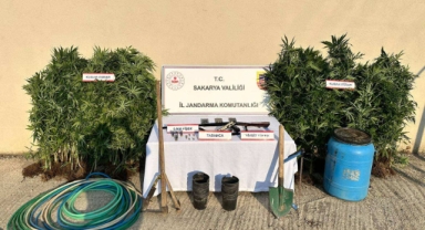 Hendek'te Jandarmadan Kenevir Operasyonu: Bir Kişi Tutuklandı