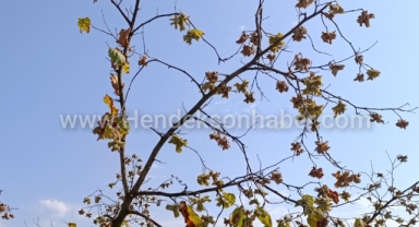 Umutlar Yağmurda: Fındık Üreticisinin  Gözü Gökyüzünde