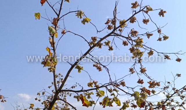 Umutlar Yağmurda: Fındık Üreticisinin  Gözü Gökyüzünde