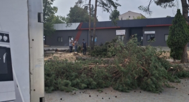 Bayraktar ağaçları kesmeye;Kim, hangi akılla karar verdi merak ediyoruz.