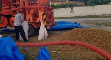 Hendek Belediyesi'nden Fındık Harmanı Yasağı