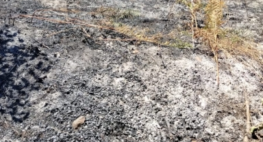 Hendek'te Fındık Bahçesi Yangını: Söndürme Çalışmaları Devam Ediyor