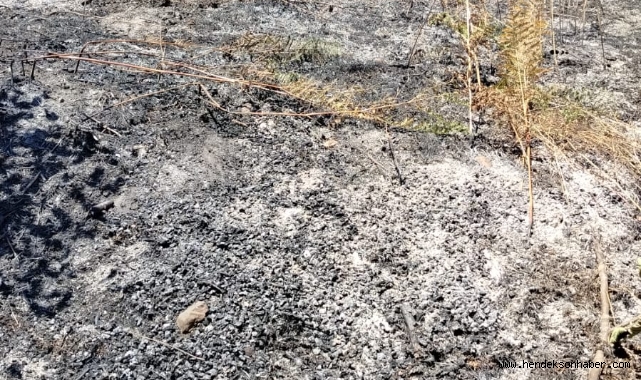 Hendek'te Fındık Bahçesi Yangını: Söndürme Çalışmaları Devam Ediyor