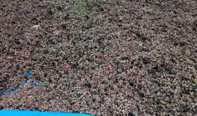 TMO  2025/2026 Sezonu Fındık Alım Fiyatları Açıkladı