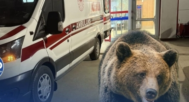 Hendek'te Fındık Bahçesinde Tüyler Ürperten Anlar