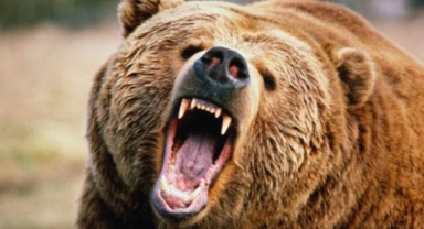 ​AYI DEHŞETİ: KESTANE TOPLAYAN ADAMIN KALÇASINI PARÇALADI!