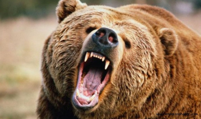 ​AYI DEHŞETİ: KESTANE TOPLAYAN ADAMIN KALÇASINI PARÇALADI!