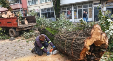 Hendek Belediyesi’nden Kapsamlı Budama ve Temizlik Çalışması: 