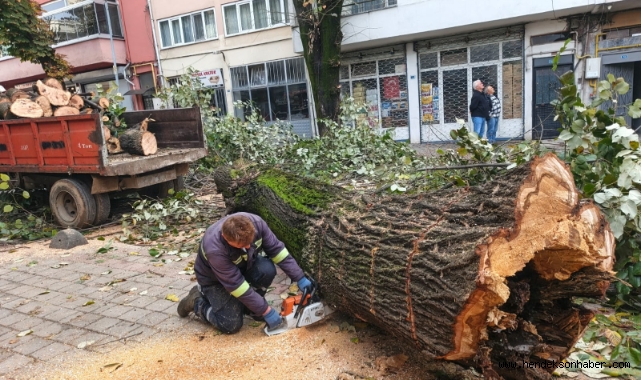 Hendek Belediyesi’nden Kapsamlı Budama ve Temizlik Çalışması: 