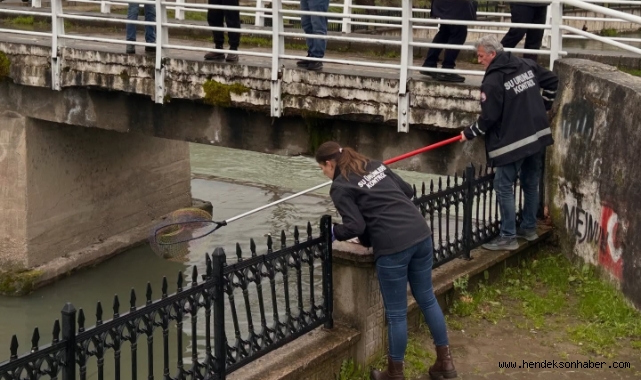 ULUDERE ÇAYI’NDA KORKUTAN MANZARA: BALIKLAR KIYIYA VURDU!