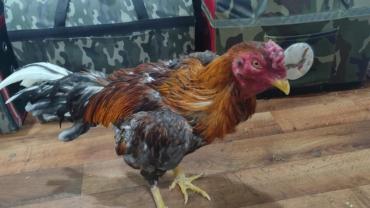 HOROZ DÖVÜŞÜNE DARBE: JANDARMADAN KAÇAMADILAR!