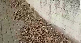 Kuru Yapraklar Kötü Görüntü Oluşturuyor